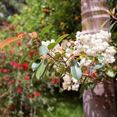 Cirali Hotel Çıralı