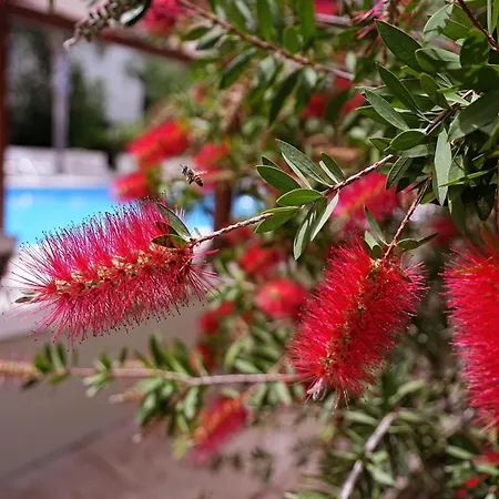 Ξενοδοχείο Cirali Hotel 3*